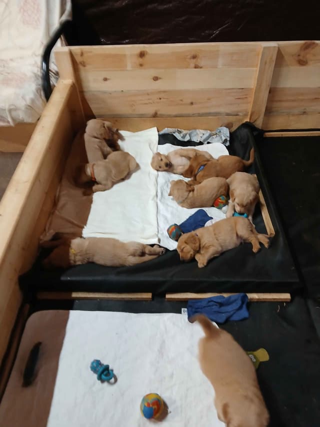Golden Retriever Puppies media 9