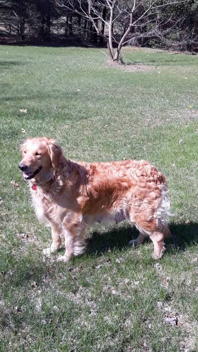 Golden Retriever Puppies media 10