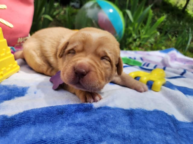 Labrador Retriever Puppies media 2