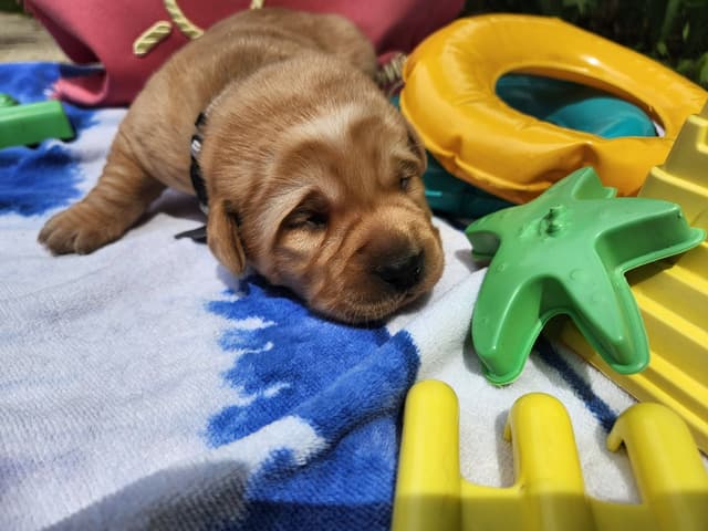 Labrador Retriever Puppies media 3
