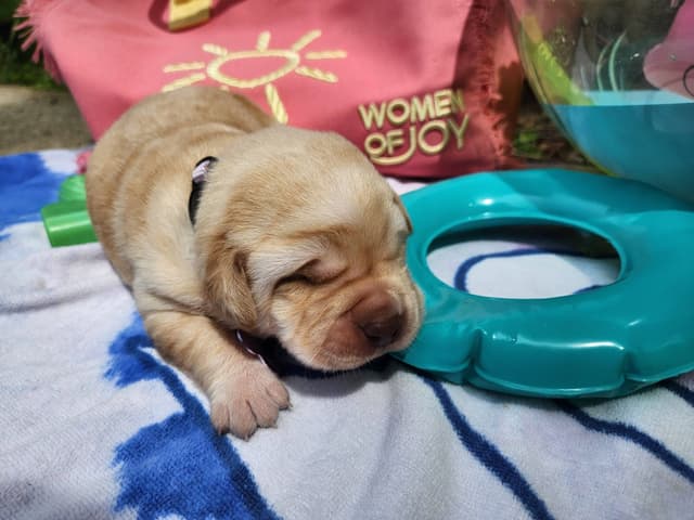 Labrador Retriever Puppies media 4
