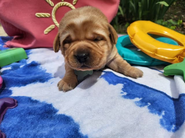 Labrador Retriever Puppies media 5