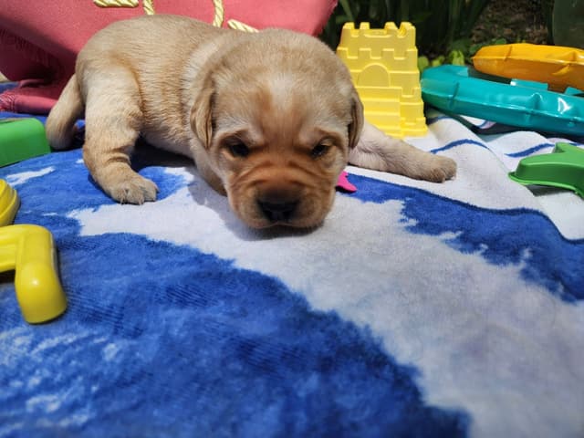 Labrador Retriever Puppies media 6