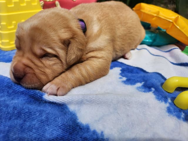 Labrador Retriever Puppies media 7