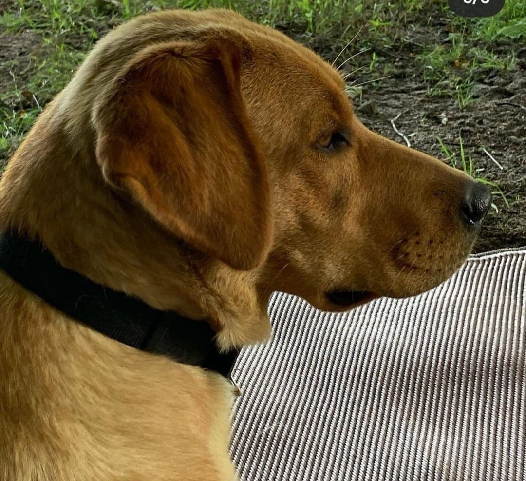 Labrador Retriever Puppies breeder image 1