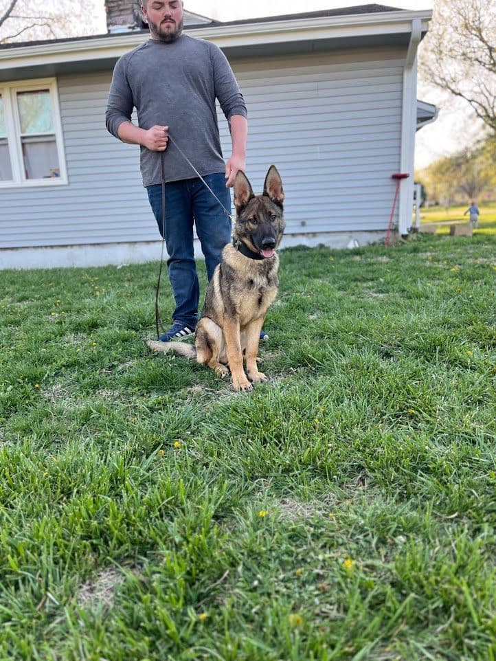 German Shepherd Dog Puppies breeder image 1