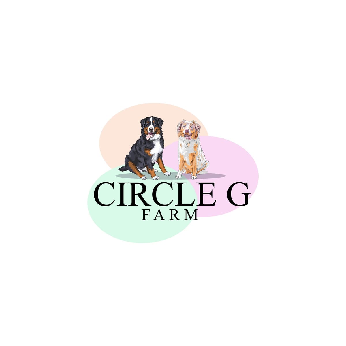 Bernese Mountain Dog Puppies breeder image 1