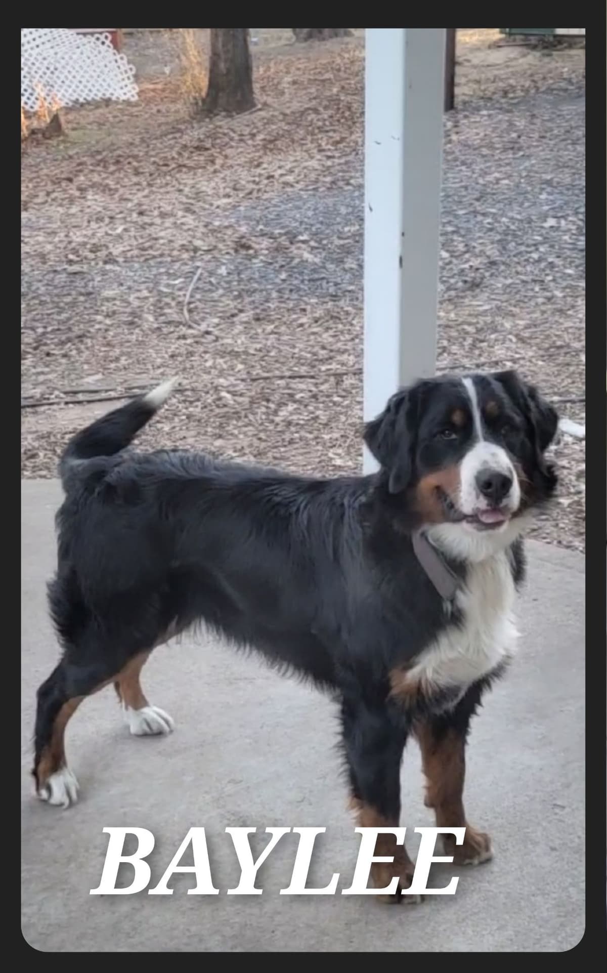 Bernese Mountain Dog Puppies breeder image 2