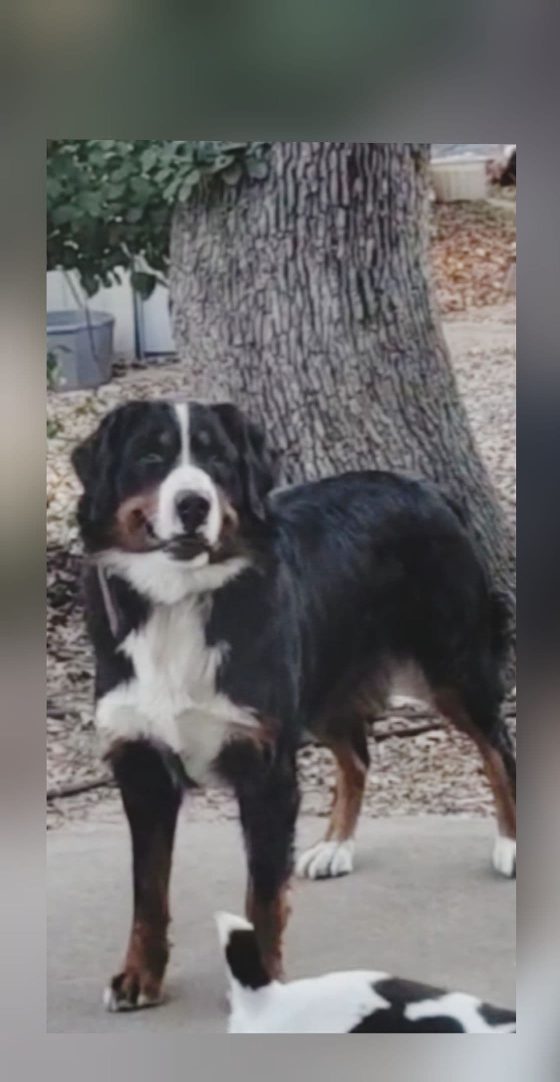 Bernese Mountain Dog Puppies breeder image 3