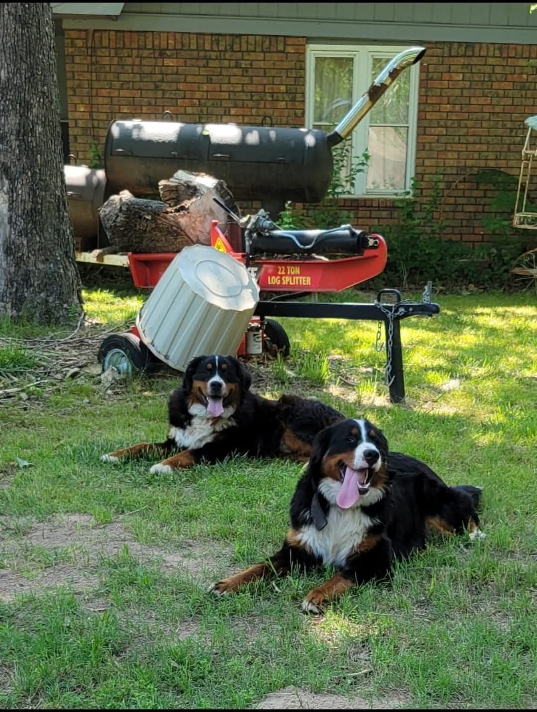 Bernese Mountain Dog Puppies breeder image 4