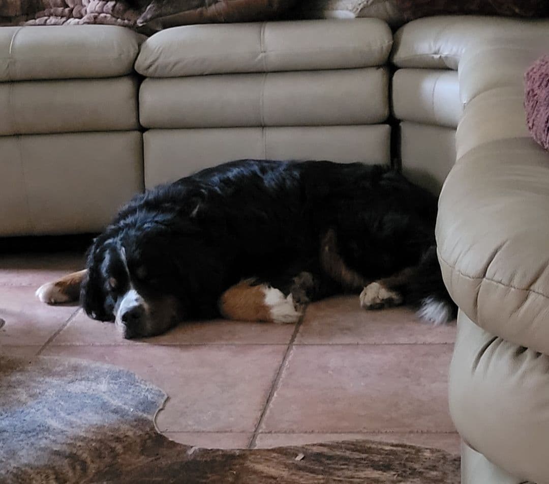 Bernese Mountain Dog Puppies breeder image 5