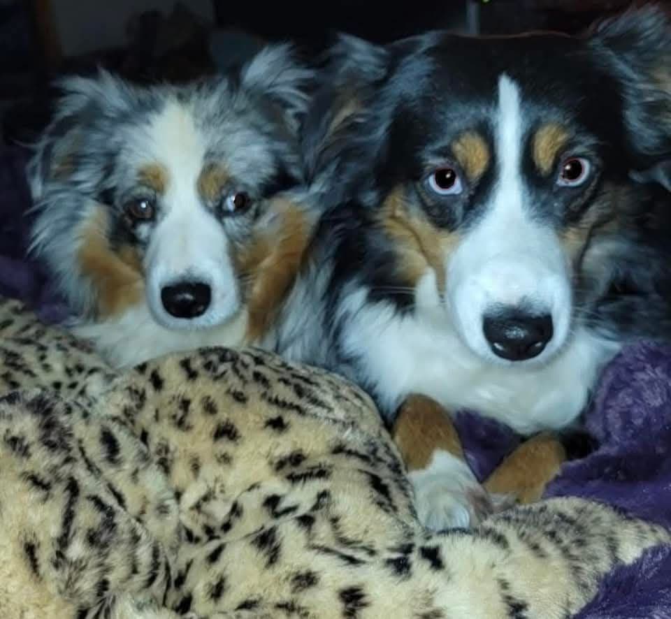 Bernese Mountain Dog Puppies breeder image 6