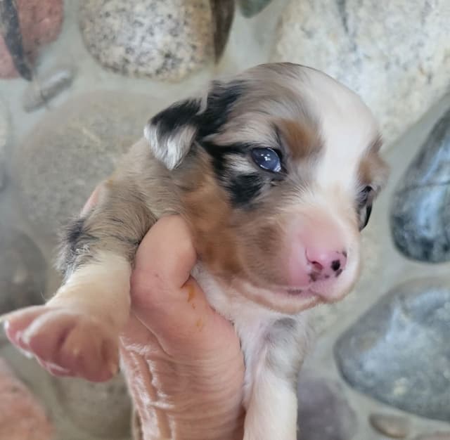 Miniature American Shepherd Puppies media 2