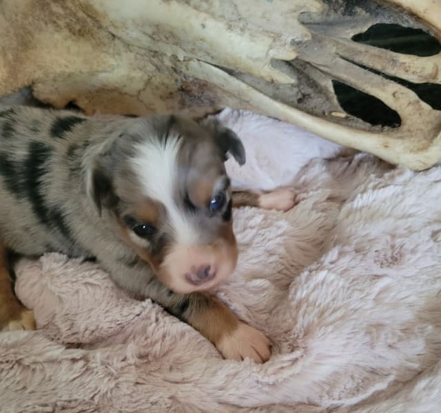 Miniature American Shepherd Puppies media 4