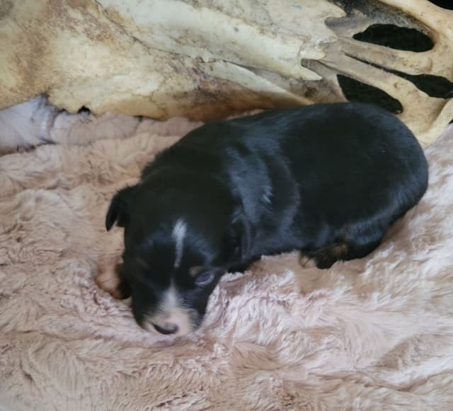 Miniature American Shepherd Puppies media 5