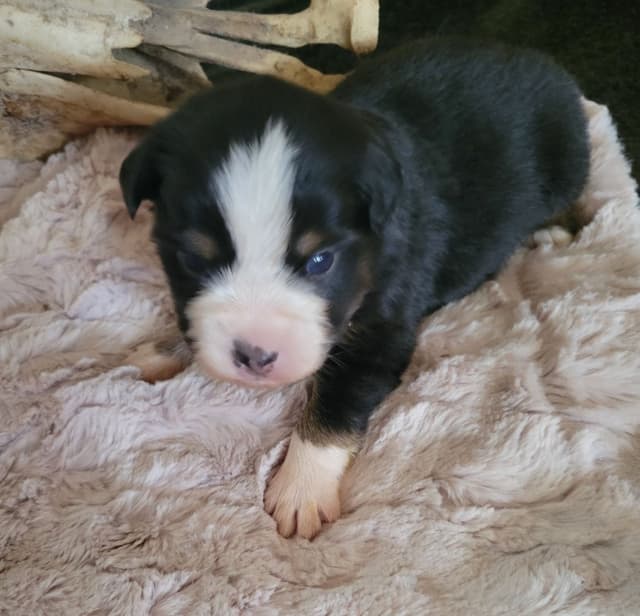 Miniature American Shepherd Puppies media 6