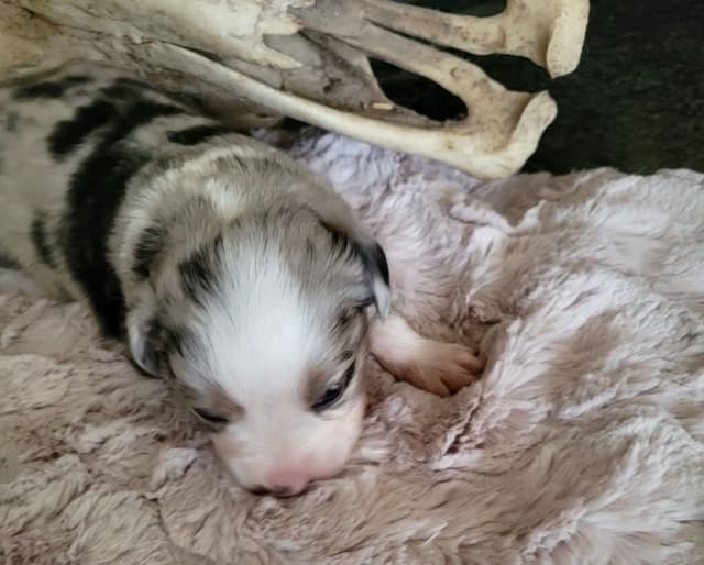 Miniature American Shepherd Puppies media 8