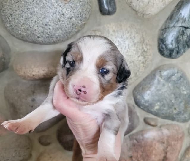 Miniature American Shepherd Puppies media 9