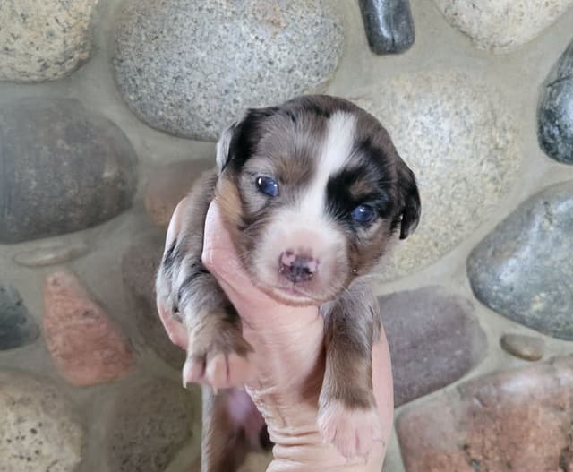 Miniature American Shepherd Puppies media 10