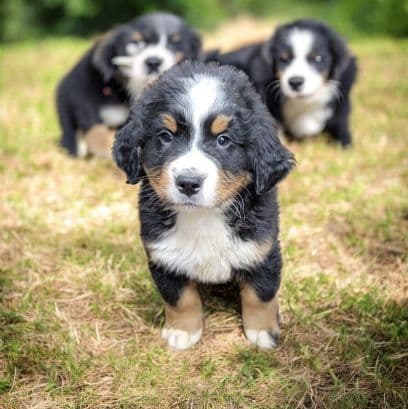 Bernese Mountain Dog Puppies media 2