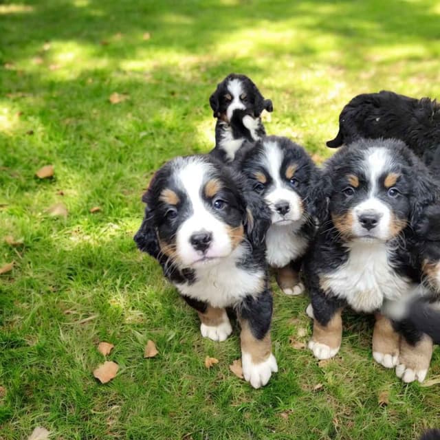 Bernese Mountain Dog Puppies media 4