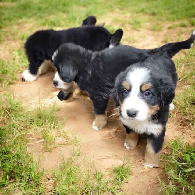 Bernese Mountain Dog Puppies media 6