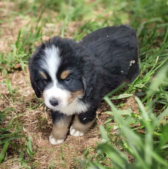 Bernese Mountain Dog Puppies media 7