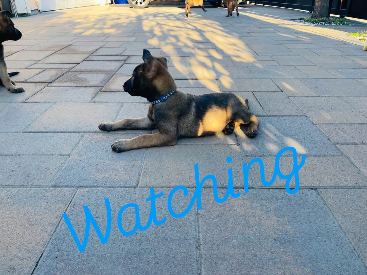 Belgian Malinois Puppies breeder image 4