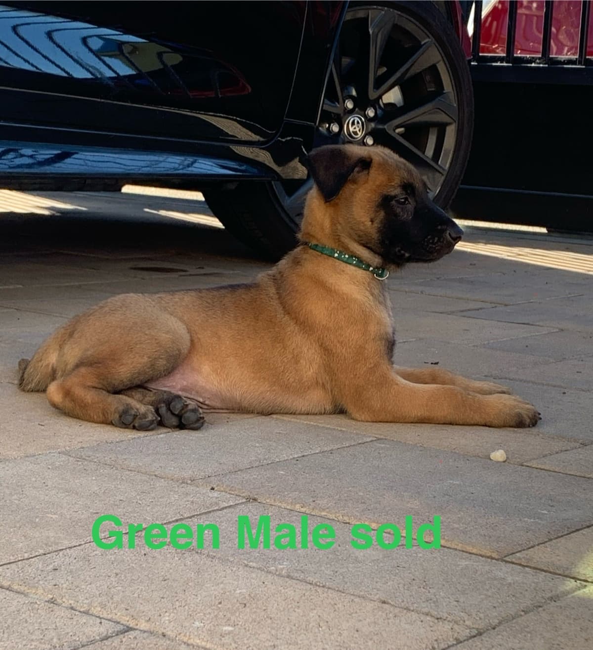 Belgian Malinois Puppies breeder image 3