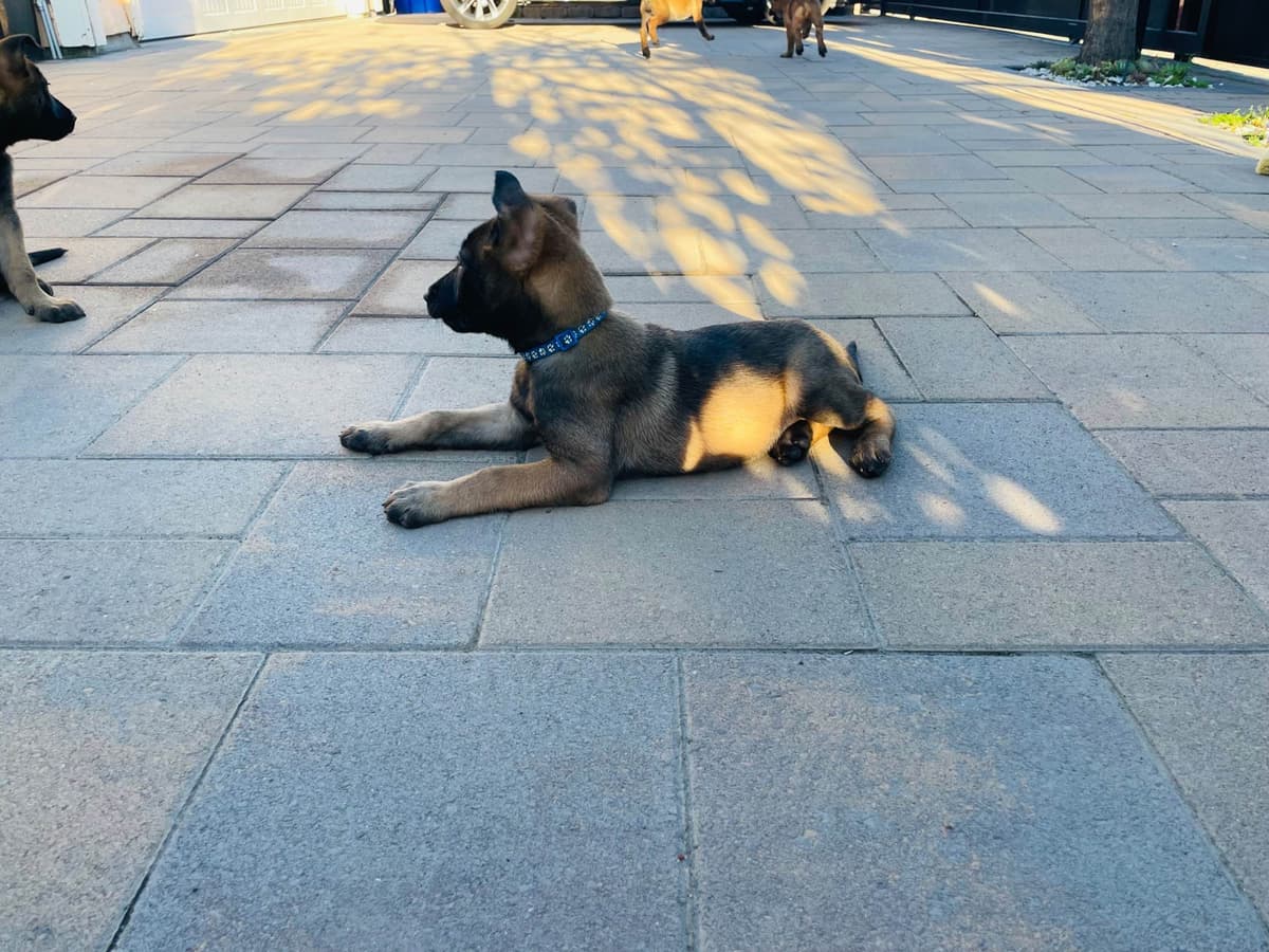 Belgian Malinois Puppies breeder image 5