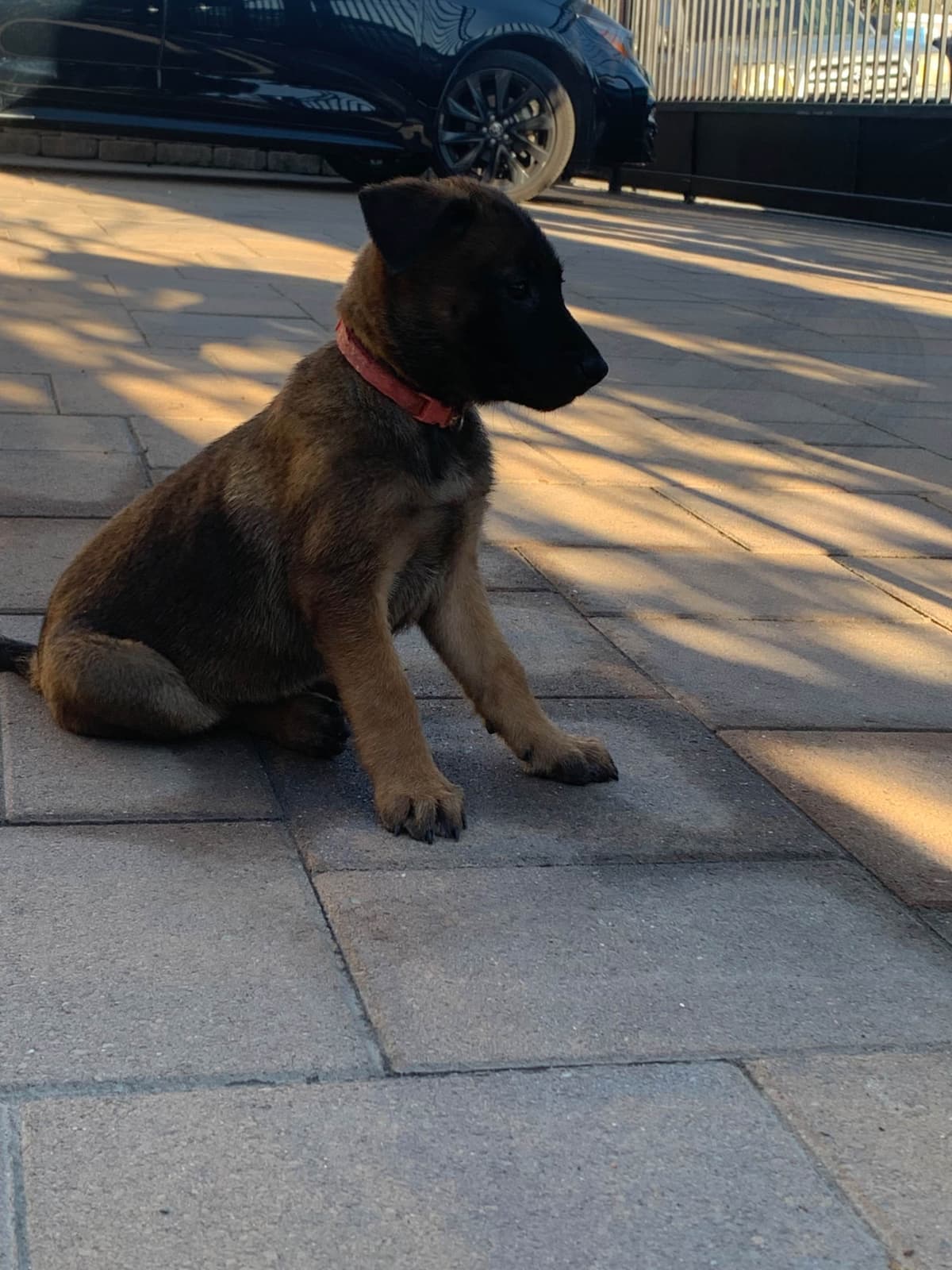Belgian Malinois Puppies breeder image 6