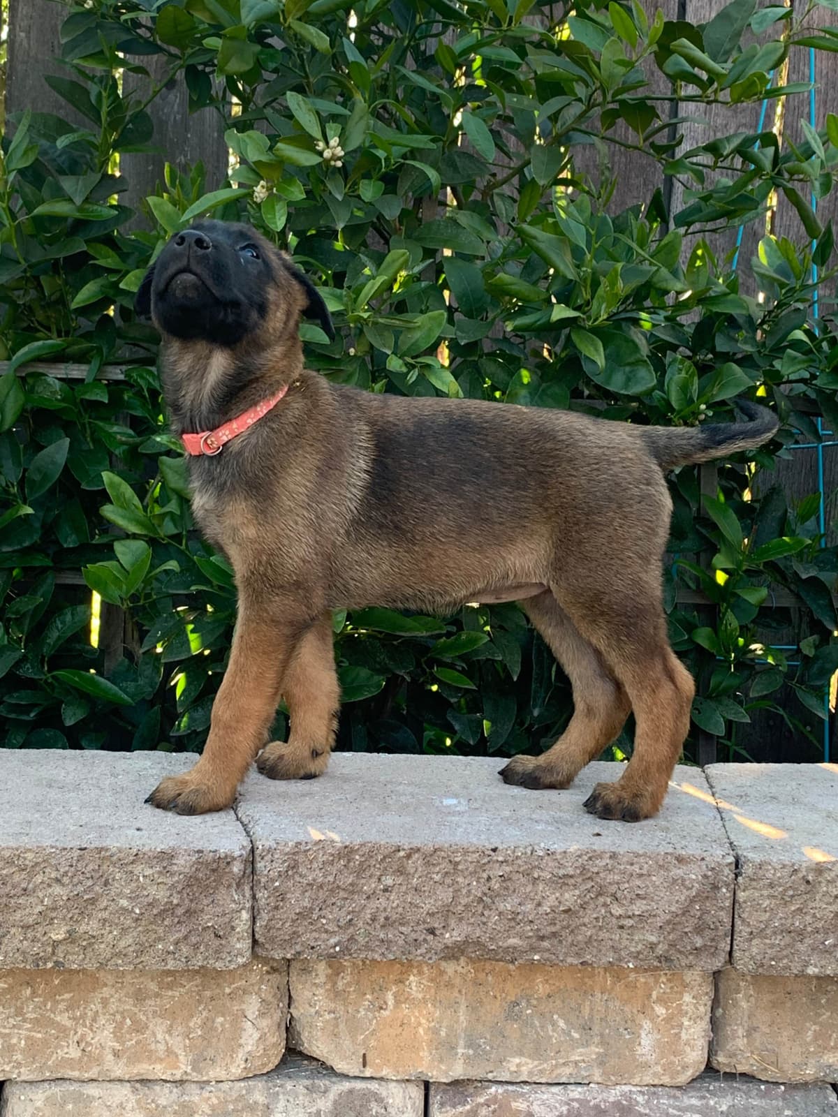 Belgian Malinois Puppies breeder image 7