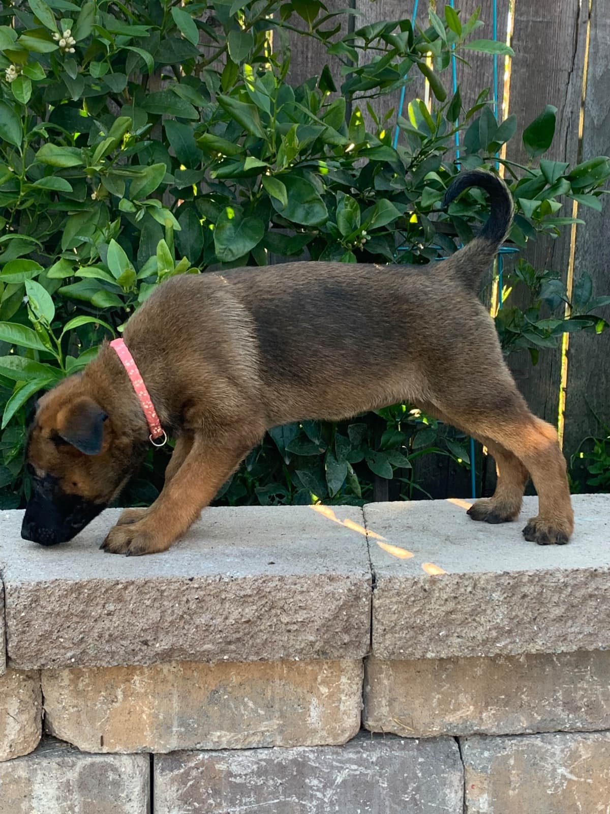 Belgian Malinois Puppies breeder image 8