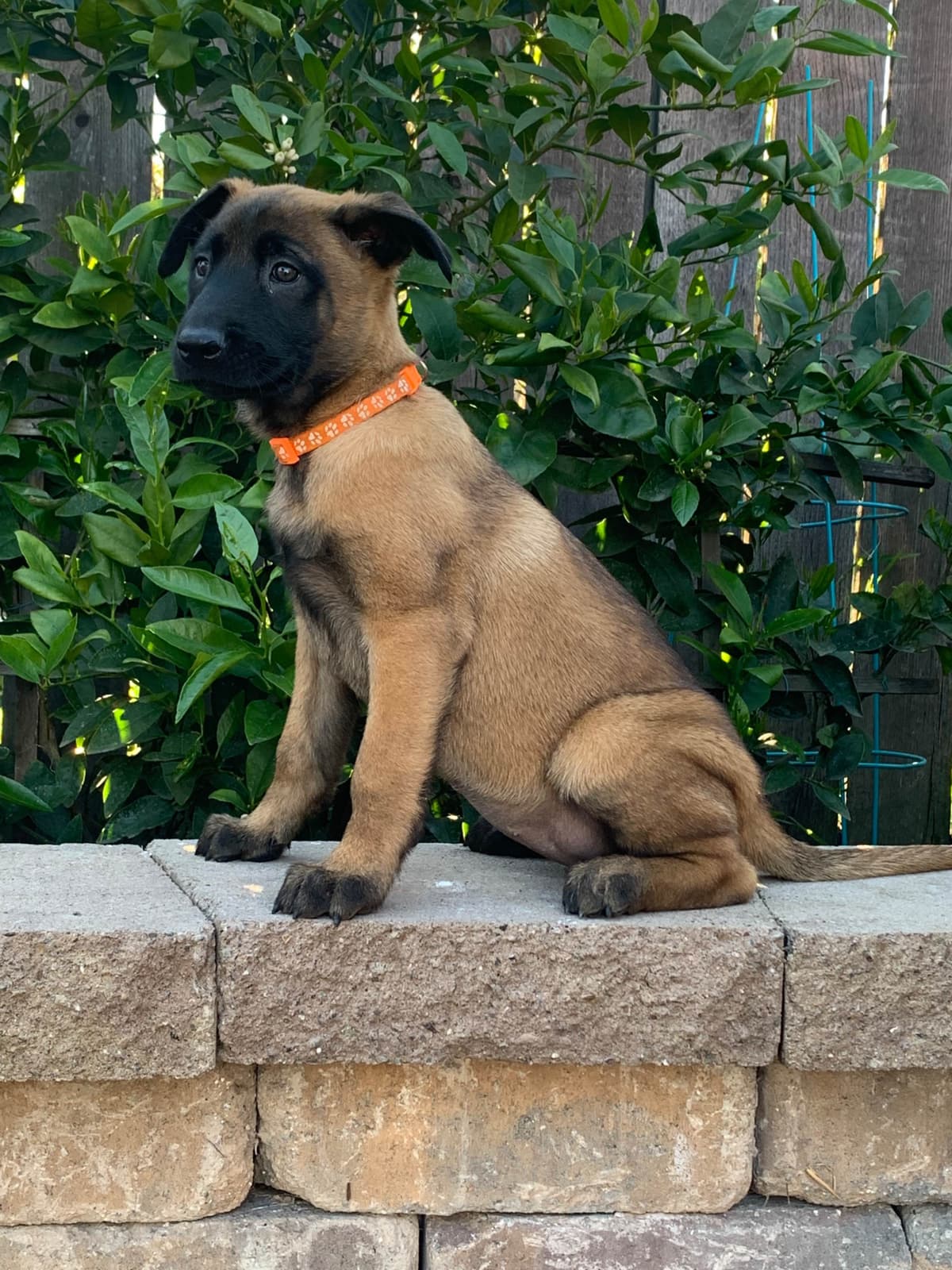 Belgian Malinois Puppies breeder image 9
