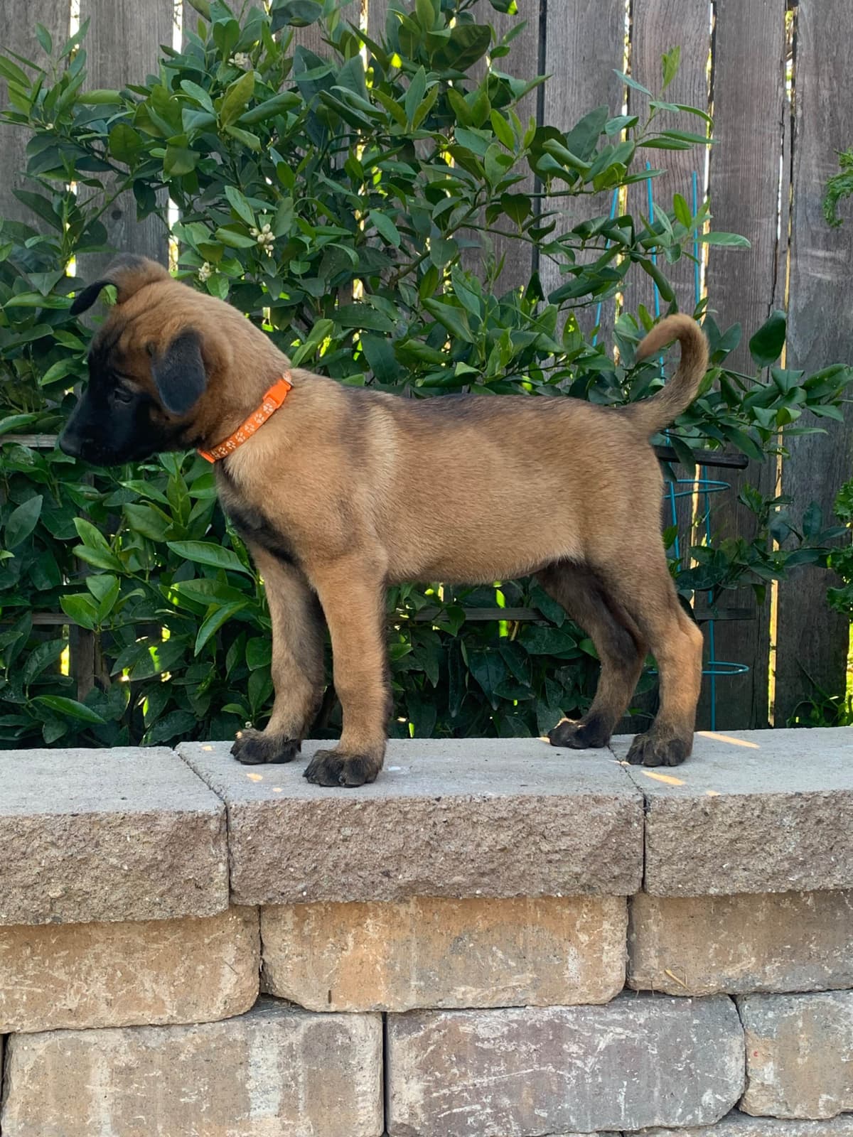 Belgian Malinois Puppies breeder image 18