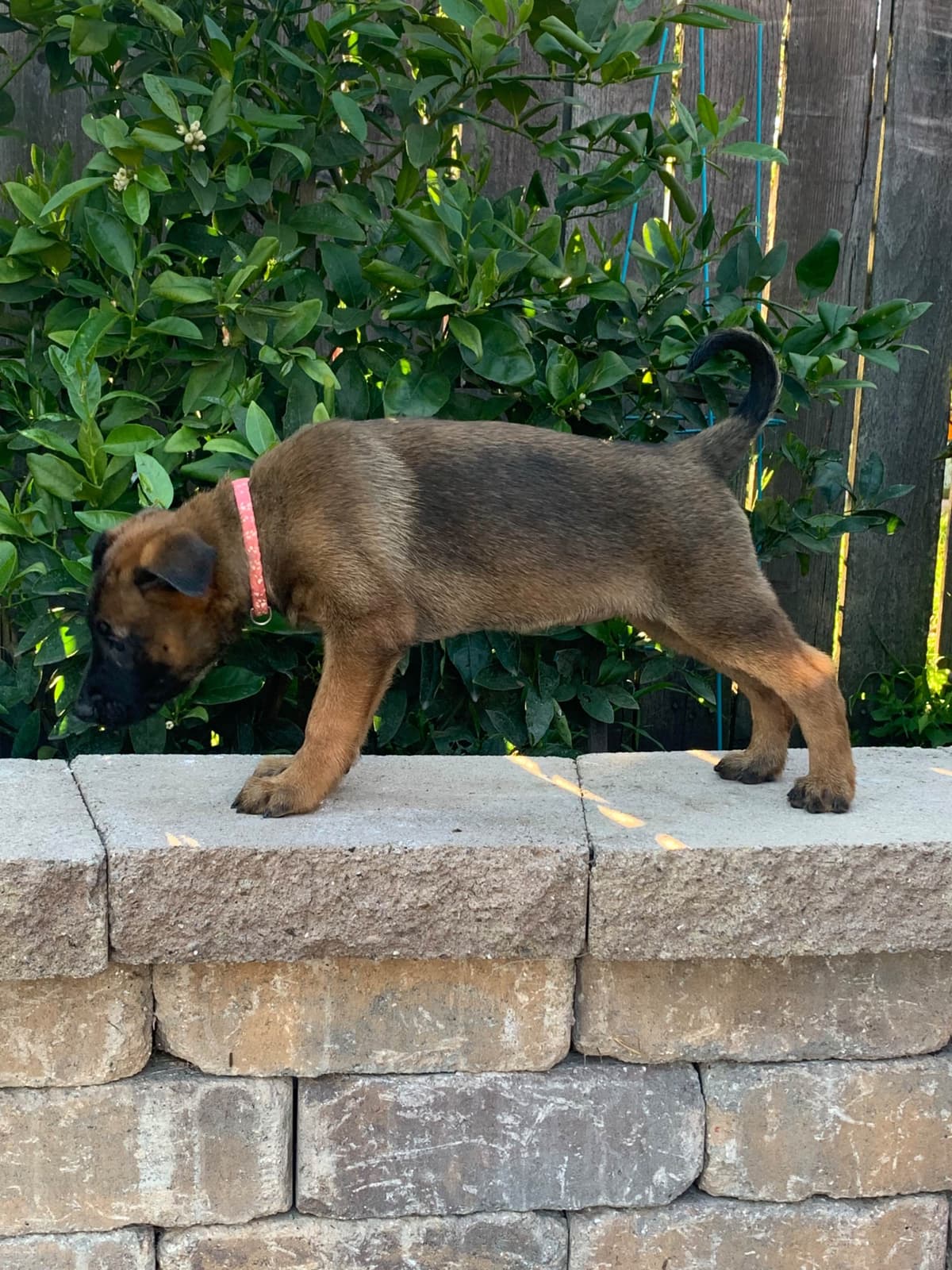 Belgian Malinois Puppies breeder image 10