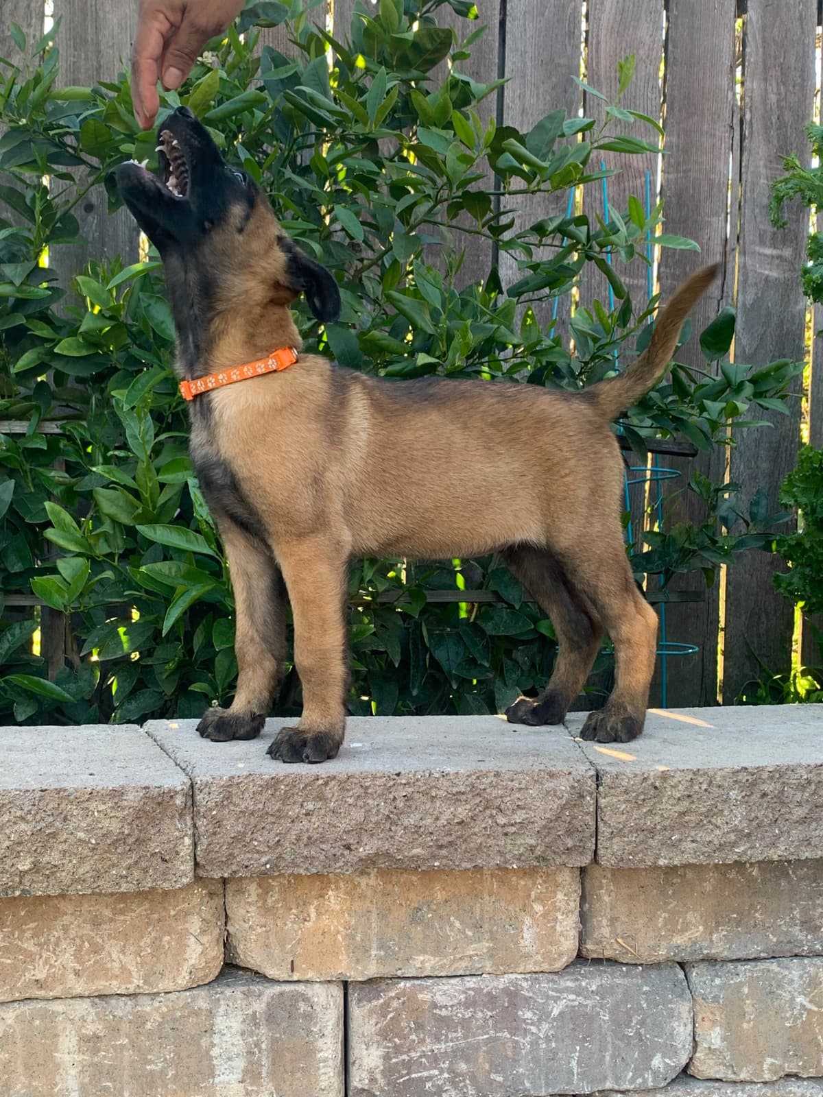 Belgian Malinois Puppies breeder image 13
