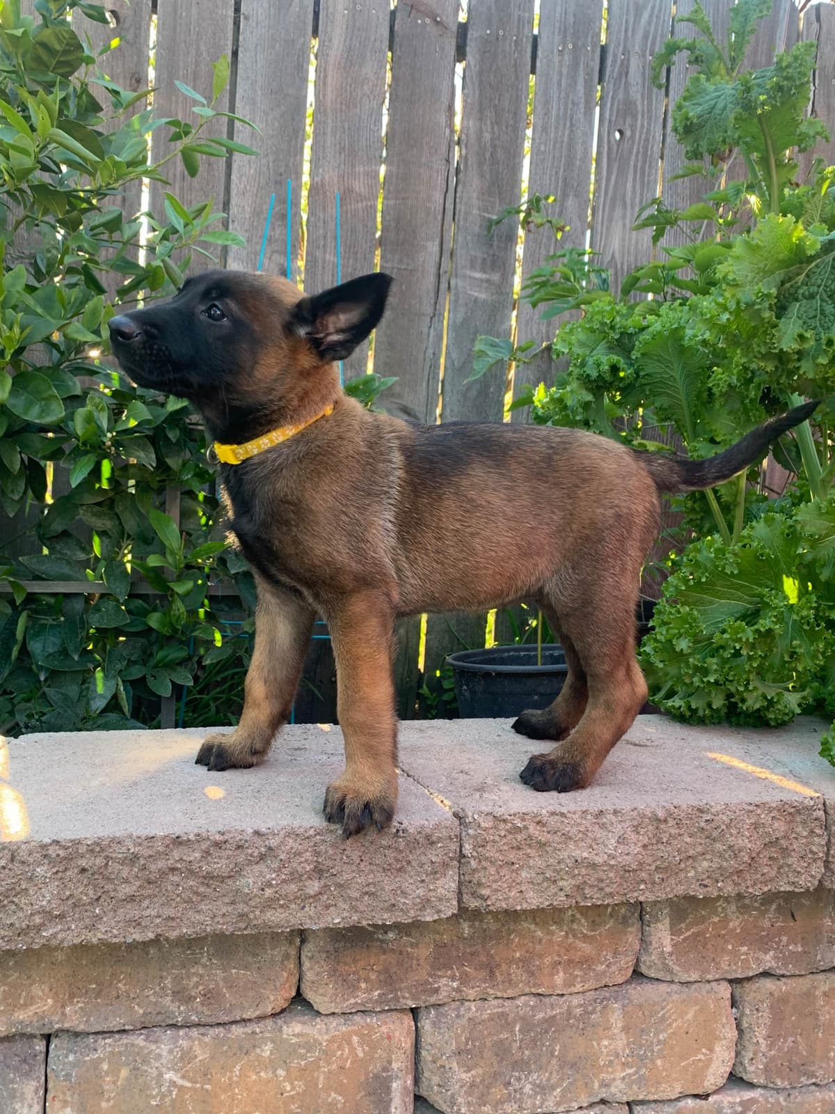Belgian Malinois Puppies breeder image 11