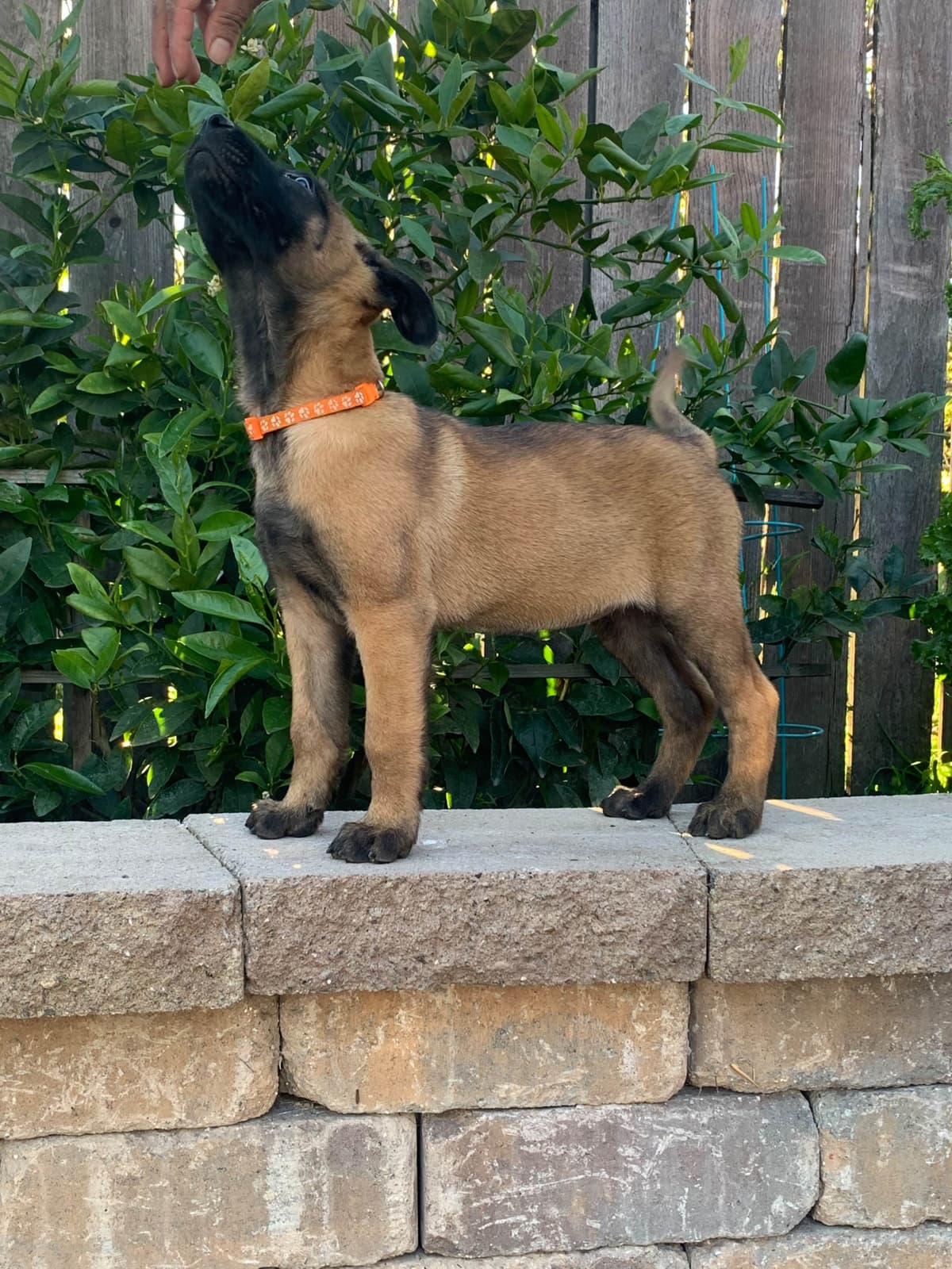 Belgian Malinois Puppies breeder image 20