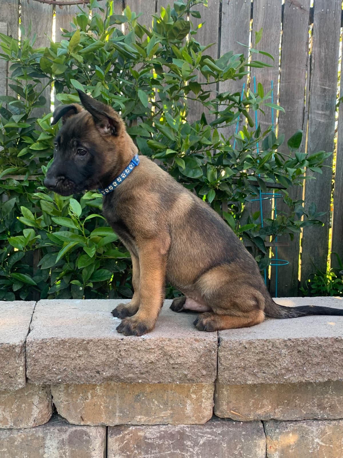 Belgian Malinois Puppies breeder image 12