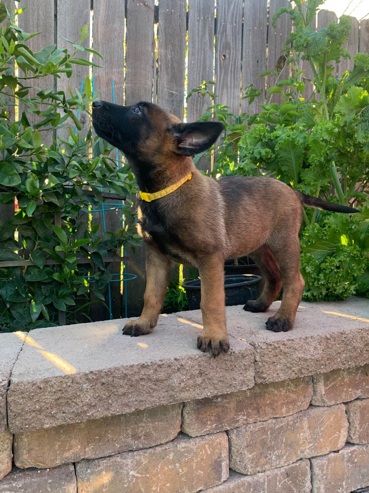 Belgian Malinois Puppies breeder image 15