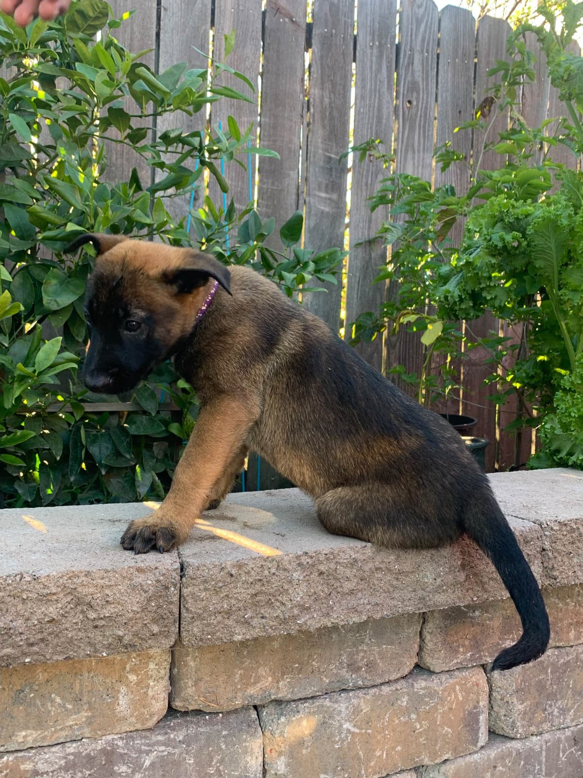 Belgian Malinois Puppies breeder image 19