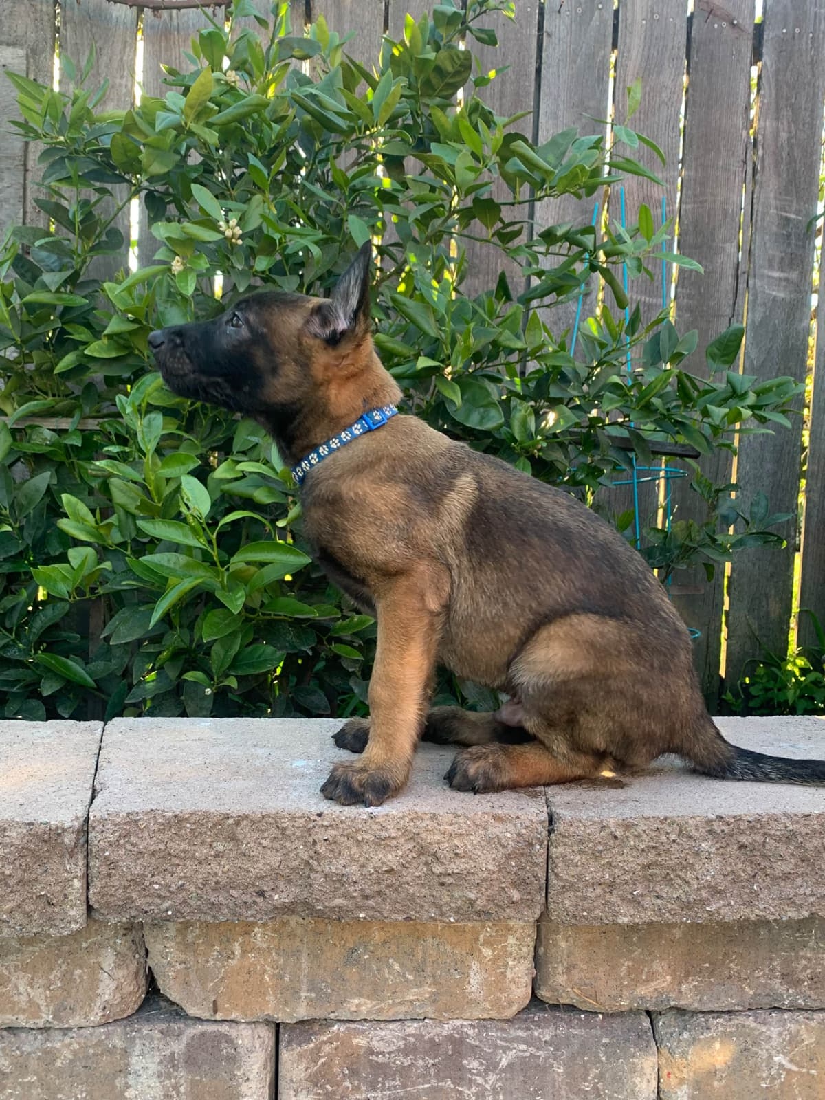 Belgian Malinois Puppies breeder image 17