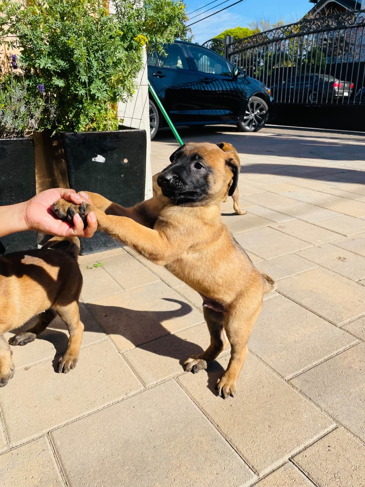 Belgian Malinois Puppies breeder image 21