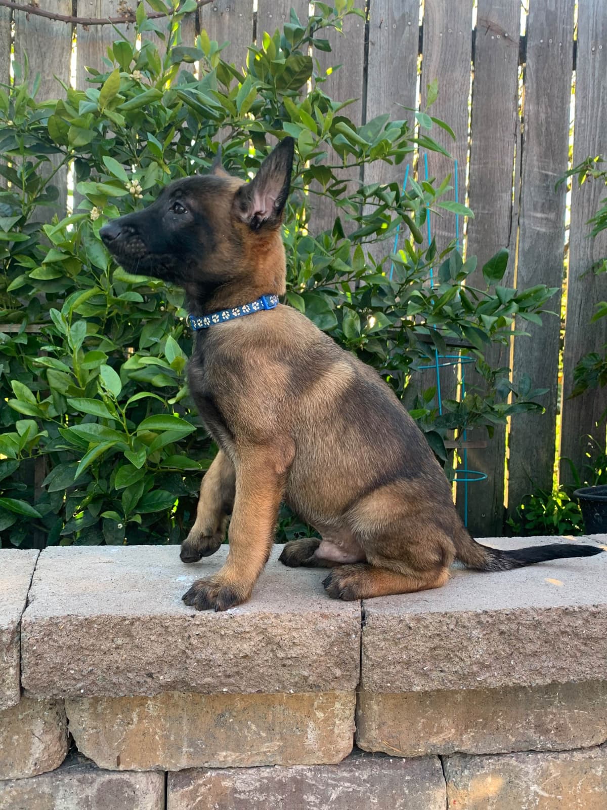 Belgian Malinois Puppies breeder image 22