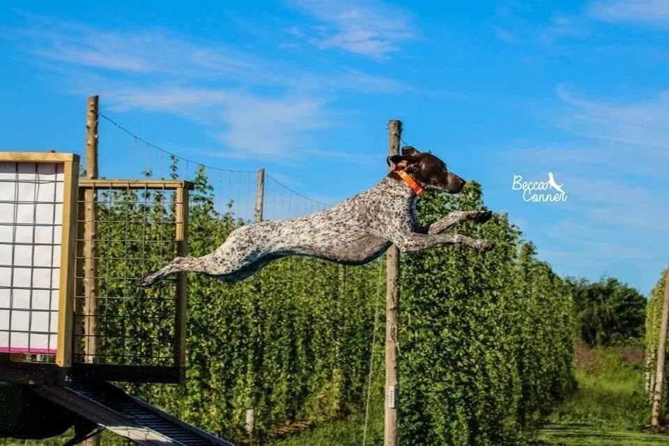 German Shorthaired Pointer Puppies breeder image 1