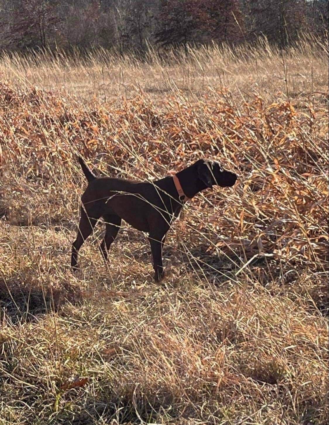 German Shorthaired Pointer Puppies breeder image 4