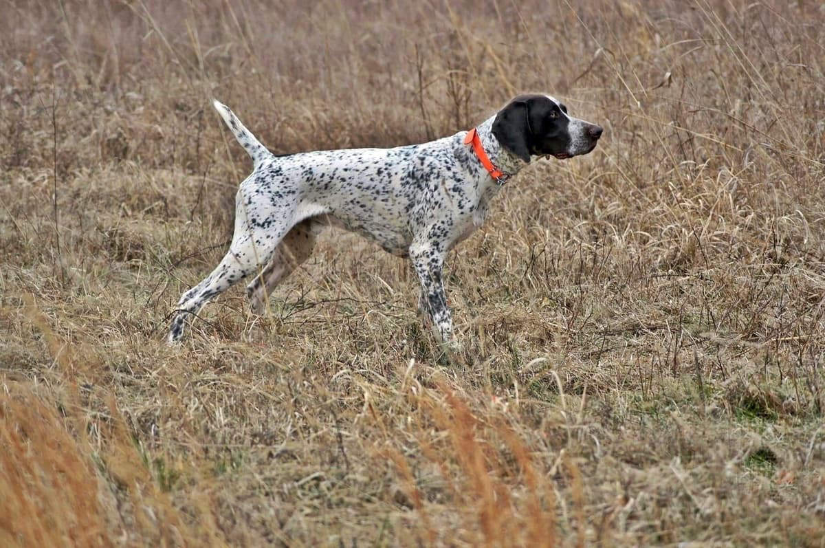German Shorthaired Pointer Puppies breeder image 3