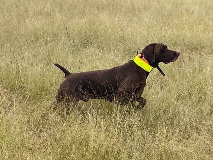 German Shorthaired Pointer Puppies breeder image 8
