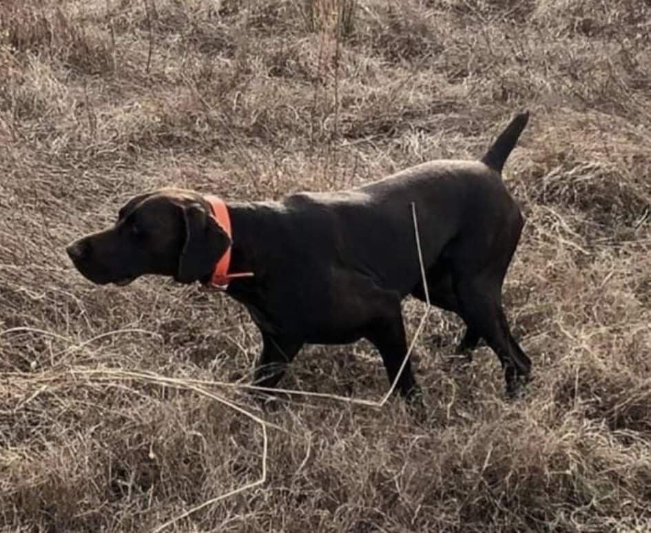 German Shorthaired Pointer Puppies breeder image 10
